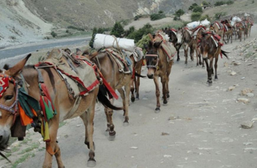 खच्चडको भरमा खाद्यान्न ढुवानी